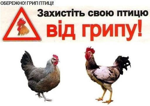 Грип птиці: шляхи передачі, клінічні ознаки та алгоритм дій при виявлені, превентивні заходи